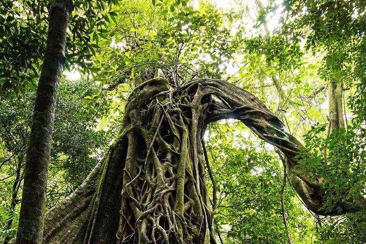 Pure Nature Rincon de la Vieja Hike, Oropendola Waterfall, Lunch and Hot Springs (11/12)