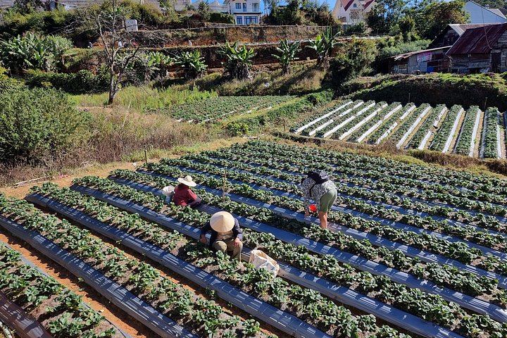 Dalat Countryside and 3 Waterfalls Group Tour: Pongour, Elephant Falls, Silk and Coffee (11/12)