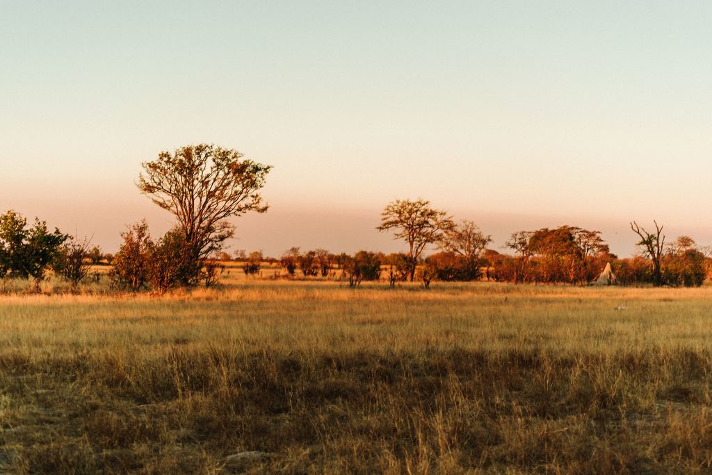 Golden grassland and scattered trees at sunset in Hwange National Park, Zimbabwe