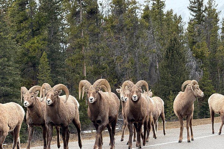 Icefields Parkway Tour: Peyto Lake, Bow Lake, Athabasca and Sunwapta Falls (4/12)