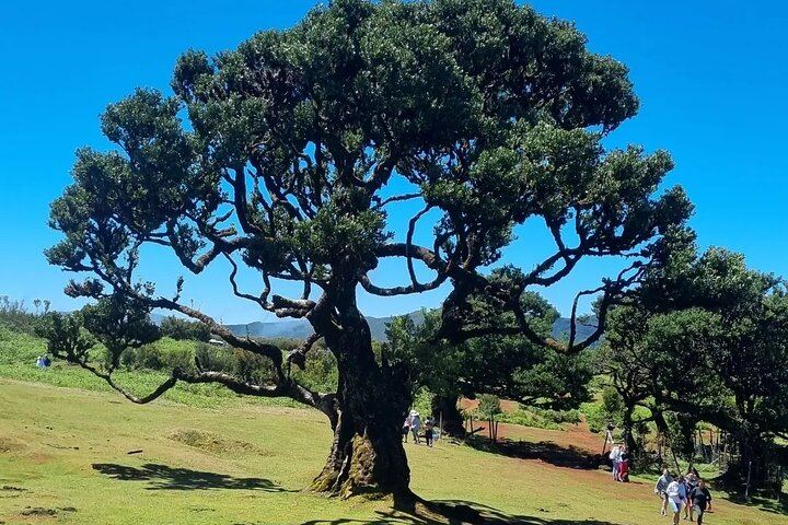 West Madeira Sightseeing Tour with Ribeira da Janela Swings and Porto Moniz Lunch Stop (8/12)
