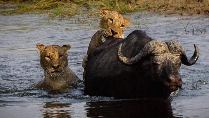 Victoria Falls and Chobe 5-Day Camping Safari With Boga Campsite Stay (4/5)