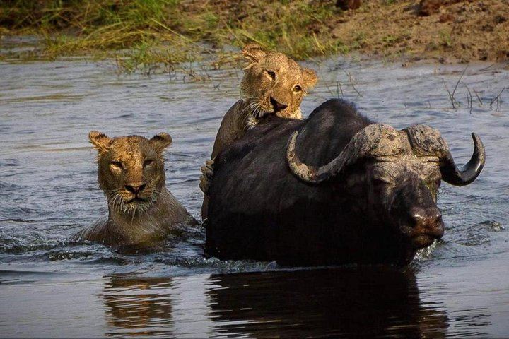 Victoria Falls and Chobe 5-Day Camping Safari With Boga Campsite Stay (4/5)