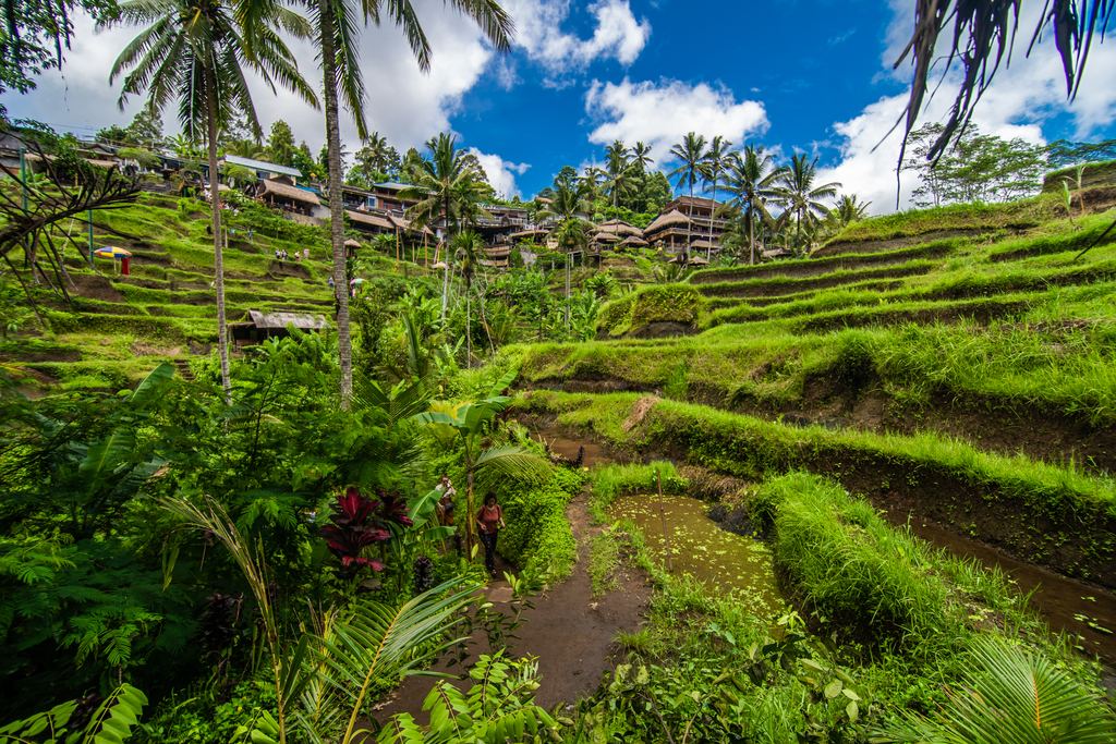 Terraced rice fields at Tegalalang near Ubud in Bali under a blue sky