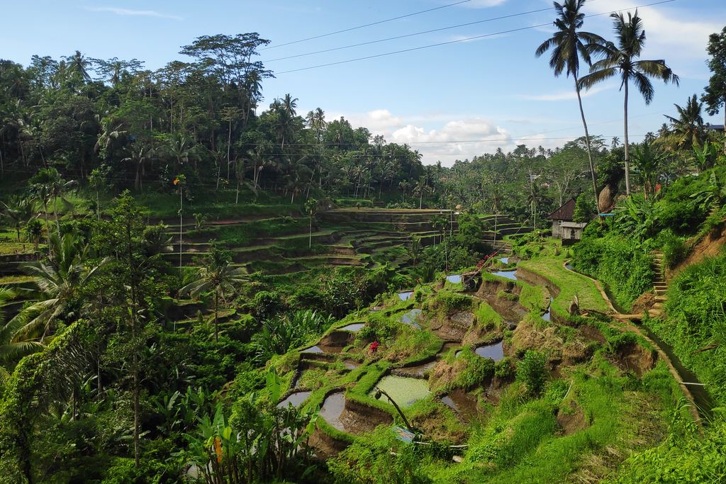 Tegalalang rice terraces near Ubud, stepped green paddies under palm trees in sunlight