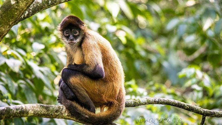 Private Heliconias Lodge Hanging Bridges, Spring Paradise Reserve and Llanos del Cortés (4/12)
