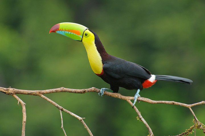 Private Heliconias Lodge Hanging Bridges, Spring Paradise Reserve and Llanos del Cortés (11/12)
