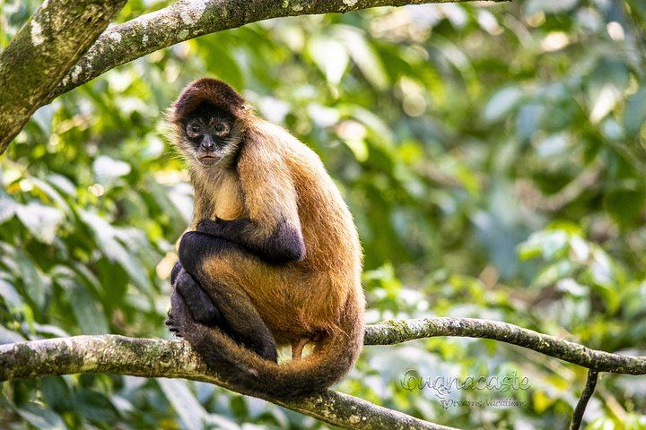 Private Heliconias Lodge Hanging Bridges, Spring Paradise Reserve and Llanos del Cortés (4/12)