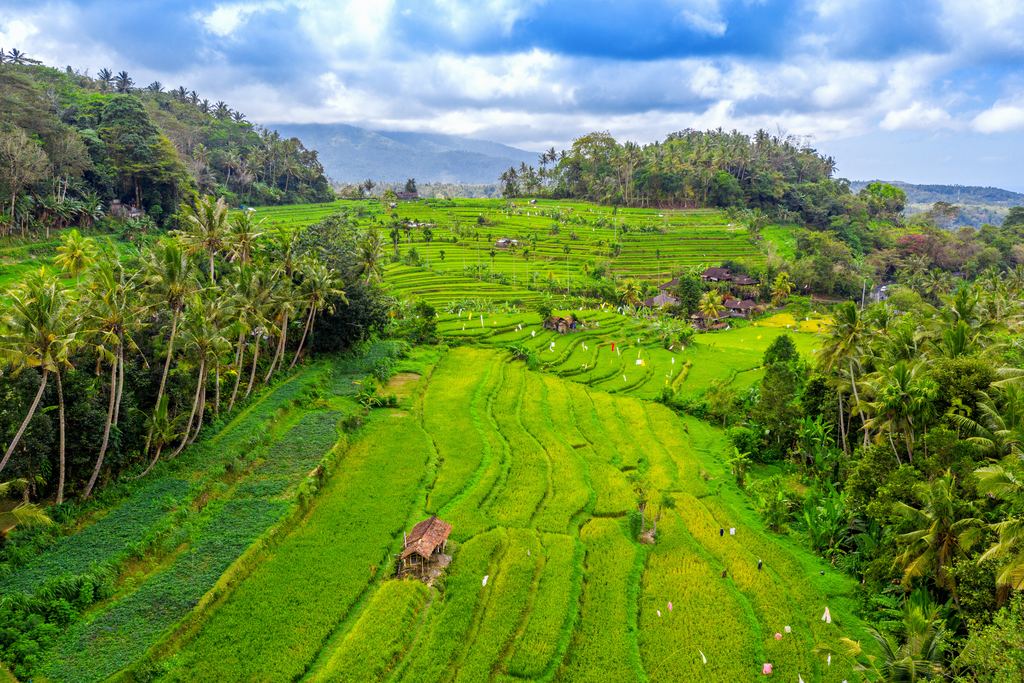 Aerial view of terraced rice fields in the Bali hills with a small hut among the paddies