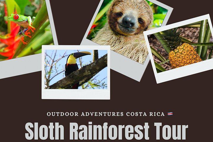 Private Bijagua Sloth Walk and Llanos del Cortez Tiered Waterfalls near Bagaces (2/12)