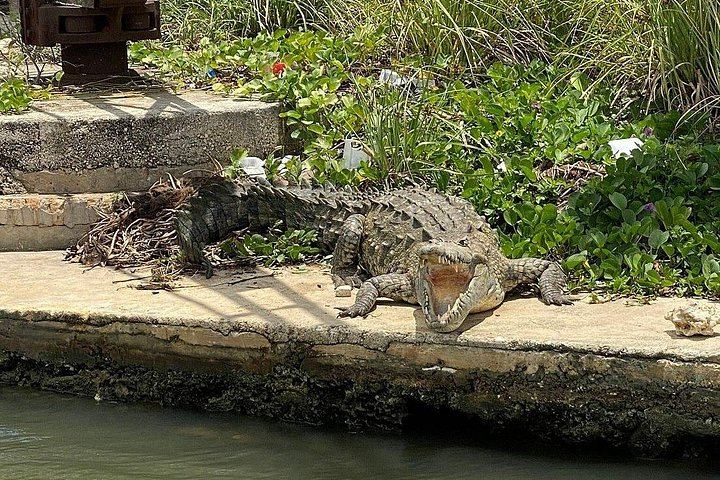 Private South Coast Tour: Pick Any 3 of YS Falls, Black River, Appleton or Pelican Bar (11/12)