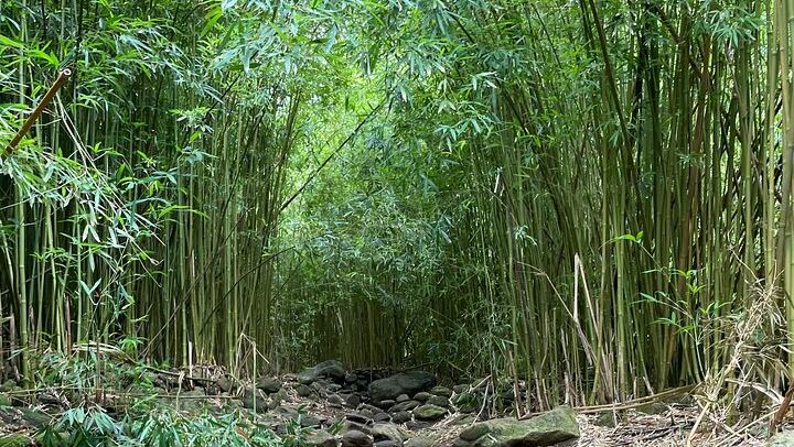 Private Makamakaole Trail Waterfall Hike, Maui: Bamboo Forest and Stream Crossings (4/12)