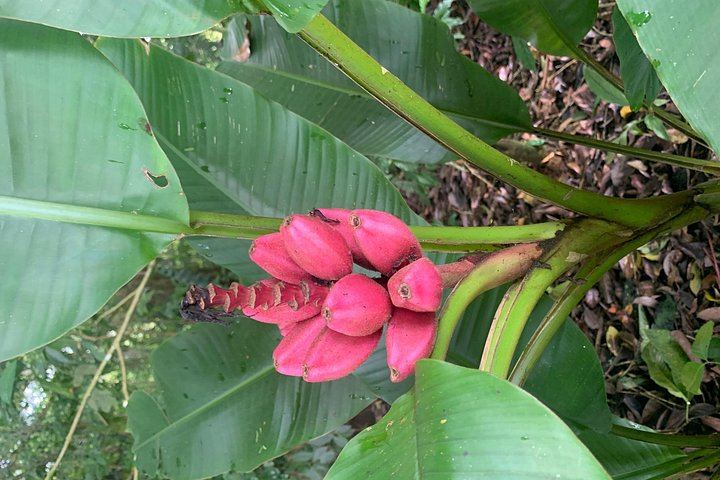 Llanos del Cortés Waterfall, Bijagua Sloths and Miravalles Volcano Hot Springs Mud Day (12/12)