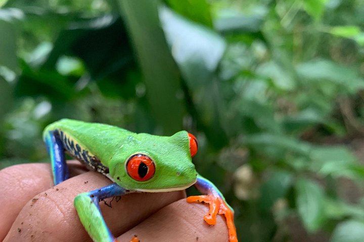 Llanos del Cortés Waterfall, Bijagua Sloths and Miravalles Volcano Hot Springs Mud Day (2/12)