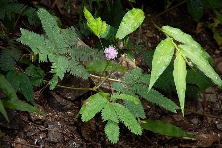 Guided Jaco Rainforest Hike to 10 Waterfalls with Cliff Jumping and Waterfall Climbing (5/11)