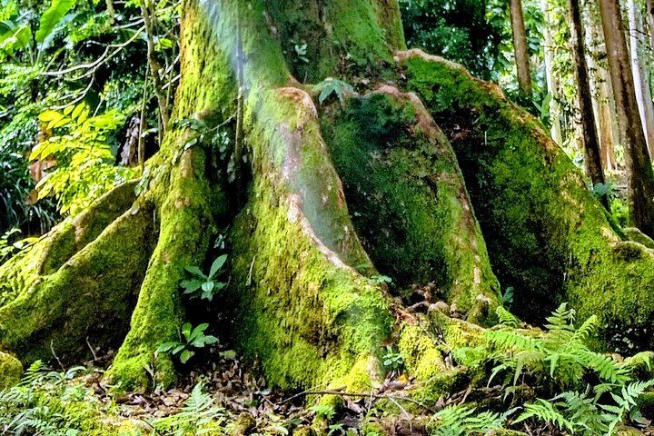 Halfway to Hana by Lincoln Navigator SUV: Waterfalls and Keanae, 6.5 Hours (11/12)