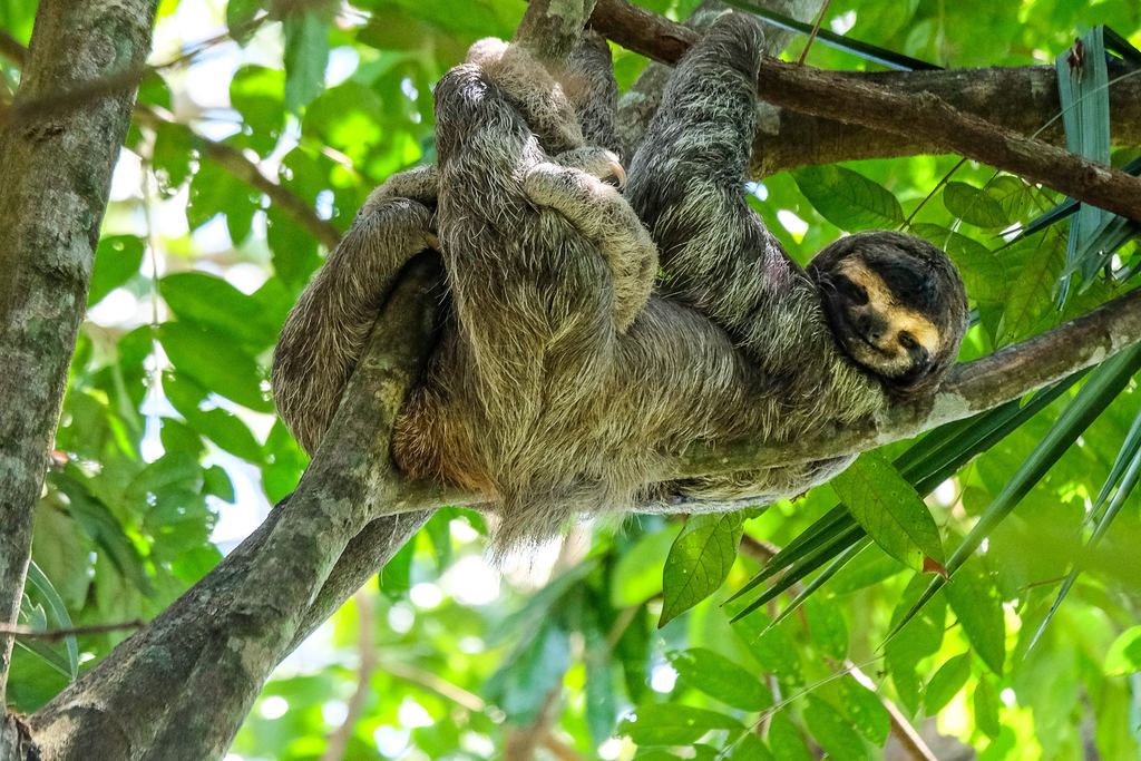 Three-toed sloth hanging from a branch in a rainforest tree