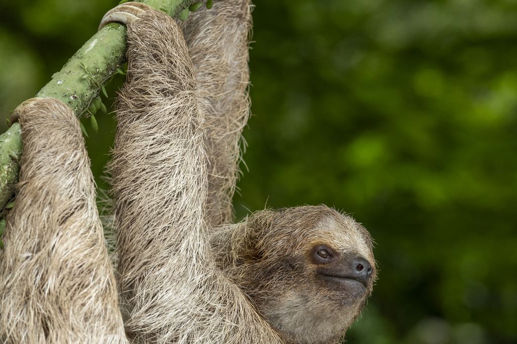 Three-toed sloth hanging from a green branch in a Costa Rican forest