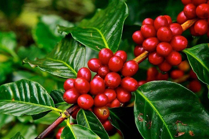 Materuni Waterfall, Chimbo Point Coffee Ceremony and Local Lunch from Moshi (5/12)