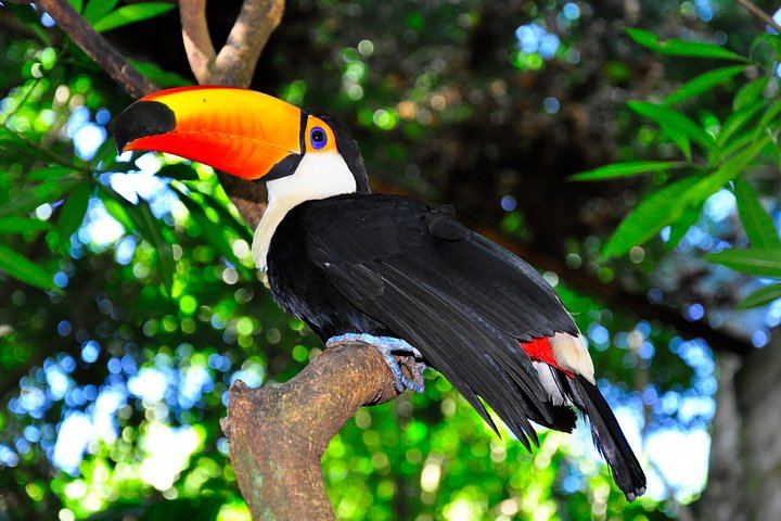Puerto Iguazu to Brazilian Falls, Bird Park and Itaipu Dam Day Trip by Minivan (6/6)