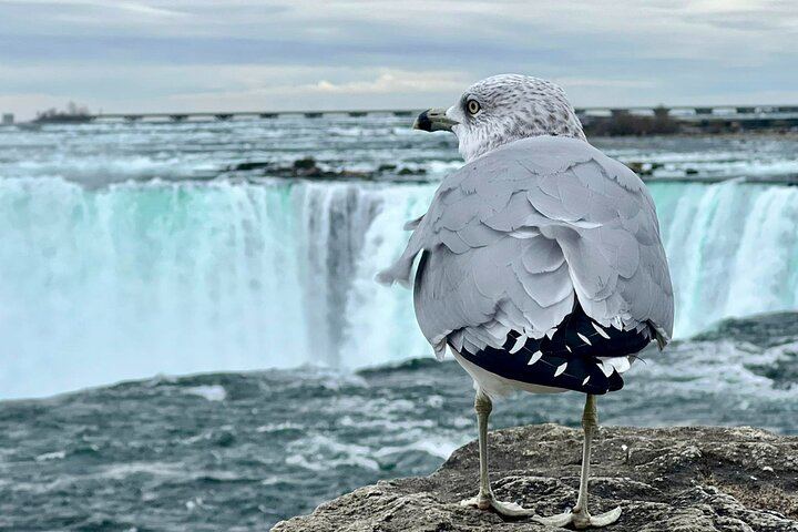Niagara Falls Tour from Toronto or Mississauga with Cruise and Journey Behind the Falls (10/12)