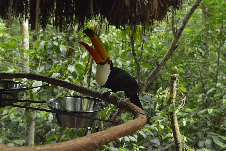 Private Car and Guide to Iguassu Falls Brazilian Side and Bird Park, Foz do Iguacu (5/12)