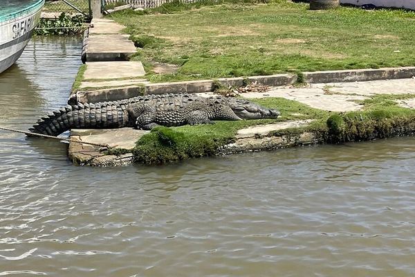 YS Falls, Black River Safari and Pelican Bar Day from Negril with Lunch Included