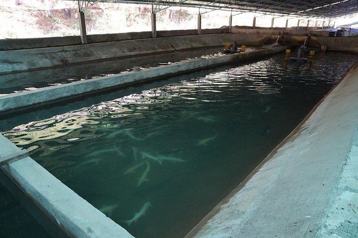 Twin Beans Farm Trek: Hidden Waterfall and Sturgeon Farm with Seven Dog Guides (7/8)