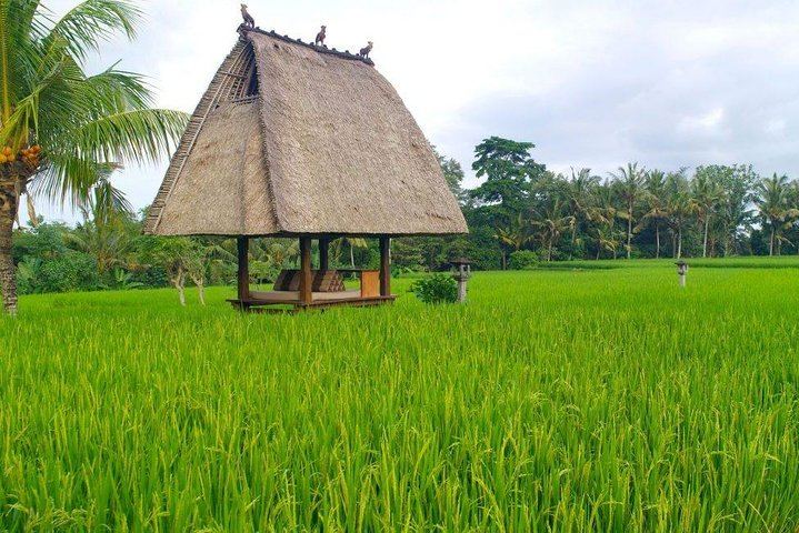 Ubud Private Tour with Monkey Forest, Tirta Empul and Tegenungan Waterfall (7/12)