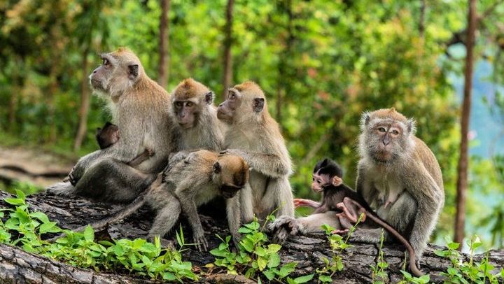 Ubud Private Tour with Monkey Forest, Tirta Empul and Tegenungan Waterfall (4/12)