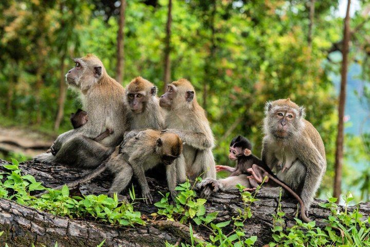 Ubud Private Tour with Monkey Forest, Tirta Empul and Tegenungan Waterfall (4/12)