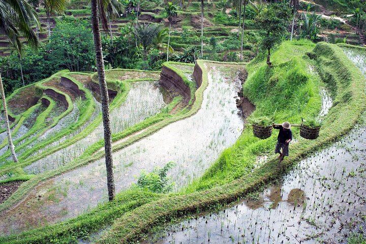 Ubud Private Tour with Monkey Forest, Tirta Empul and Tegenungan Waterfall (6/12)