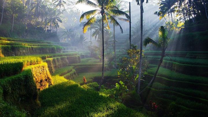 Ubud Six-Hour Trip: Tegenungan Waterfall, Tegalalang Terraces, Swing and Coffee (4/10)