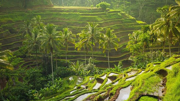 Ubud Six-Hour Trip: Tegenungan Waterfall, Tegalalang Terraces, Swing and Coffee (3/10)