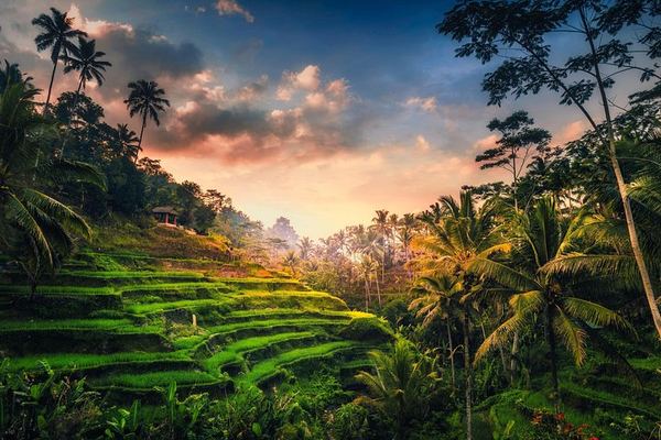 Ubud Six-Hour Trip: Tegenungan Waterfall, Tegalalang Terraces, Swing and Coffee
