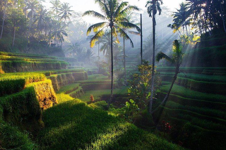Ubud Six-Hour Trip: Tegenungan Waterfall, Tegalalang Terraces, Swing and Coffee (4/10)