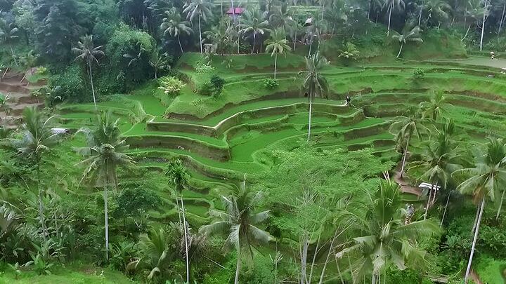 Private Half-Day Ubud Tour: Tegenungan, Tegalalang, Ubud Palace and Batuan Temple (1/8)