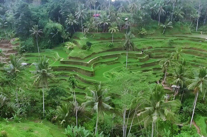 Private Half-Day Ubud Tour: Tegenungan, Tegalalang, Ubud Palace and Batuan Temple (1/8)