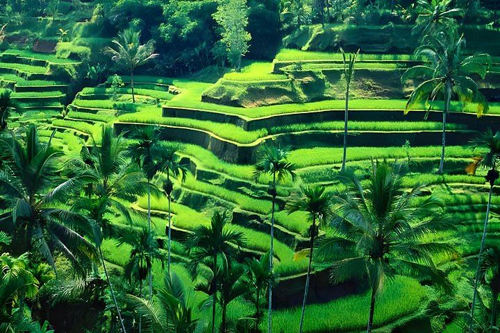 Private Half-Day Ubud Tour: Tegenungan, Tegalalang, Ubud Palace and Batuan Temple (5/8)