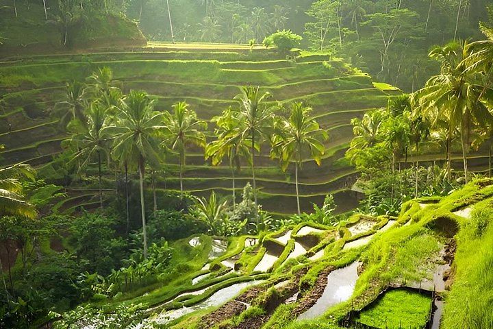 Private Ubud Day: Tibumana, Ulu Petanu, Kanto Lampo, Tegalalang Terraces and Swing (11/12)