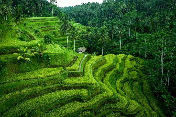 Private Ubud Day: Tibumana, Ulu Petanu, Kanto Lampo, Tegalalang Terraces and Swing (10/12)