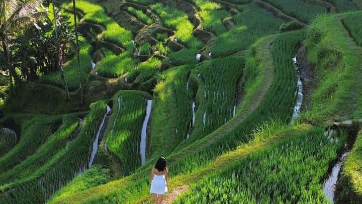 Ubud Full Day Tour: Kanto Lampo, Tibumana, Tirta Empul and Tegallalang (2/4)