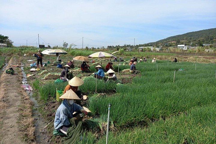 Da Lat Easy Rider Tour: Pongour Falls, K'Ho Village, Pepper Farm and Rice Wine (9/12)