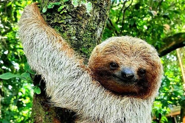Llanos del Cortés Swim, Sloths, Frogs and Hands-On Coffee and Chocolate in Guanacaste
