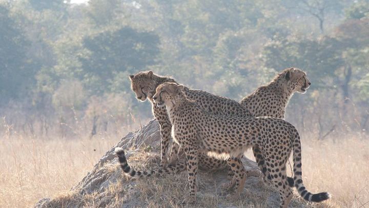 Victoria Falls and Chobe Combo With Crocodile Ranch and Monde Village Visit (2/6)