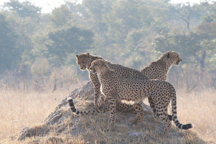 Victoria Falls and Chobe Combo With Crocodile Ranch and Monde Village Visit (2/6)