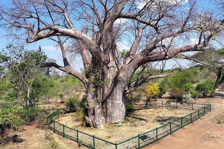 Victoria Falls Guided Walking Tour with Big Tree, Hotel Pickup and Local Expert (3/12)