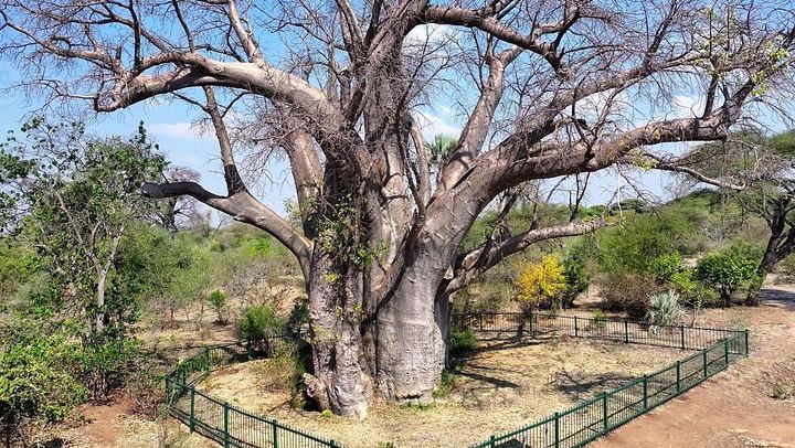 Victoria Falls Guided Walking Tour with Big Tree, Hotel Pickup and Local Expert (3/12)
