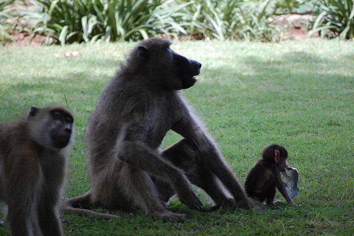 Half-Day Victoria Falls Tour from Livingstone with Hotel Pickup and Choice of Departure (8/12)