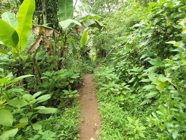 Materuni Waterfalls Swim and Chagga Coffee Half-Day Walk from Moshi Hotels (5/12)